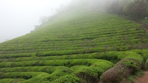 Green Tea Hills